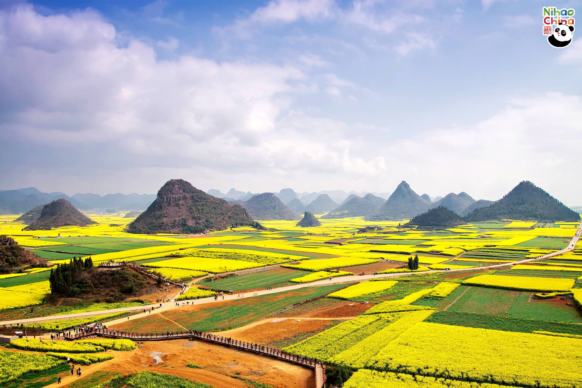 ทุ่งดอกคาโนลา (Canola) หรือดอกเรพซีด (Rapeseeds) แห่งหลัวผิง ถือเป็นสถานที่ที่มีชื่อเสียงสำหรับการมาชมทุ่งดอกคาโนลาแสนงดงามในช่วงฤดูใบไม้ผลิ